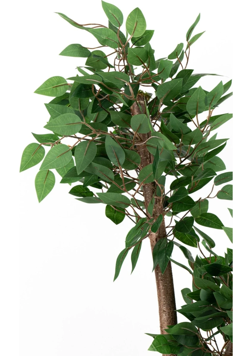 Yoğun Yapraklı 2 Gövde Yapay Benjamin Ağacı 110 cm